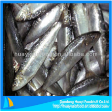 yummy frozen sardine fish fresh seafood for sale